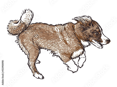 Sketch of one cute running border collie puppy, purebred dog, realistic hand drawn vector illustration