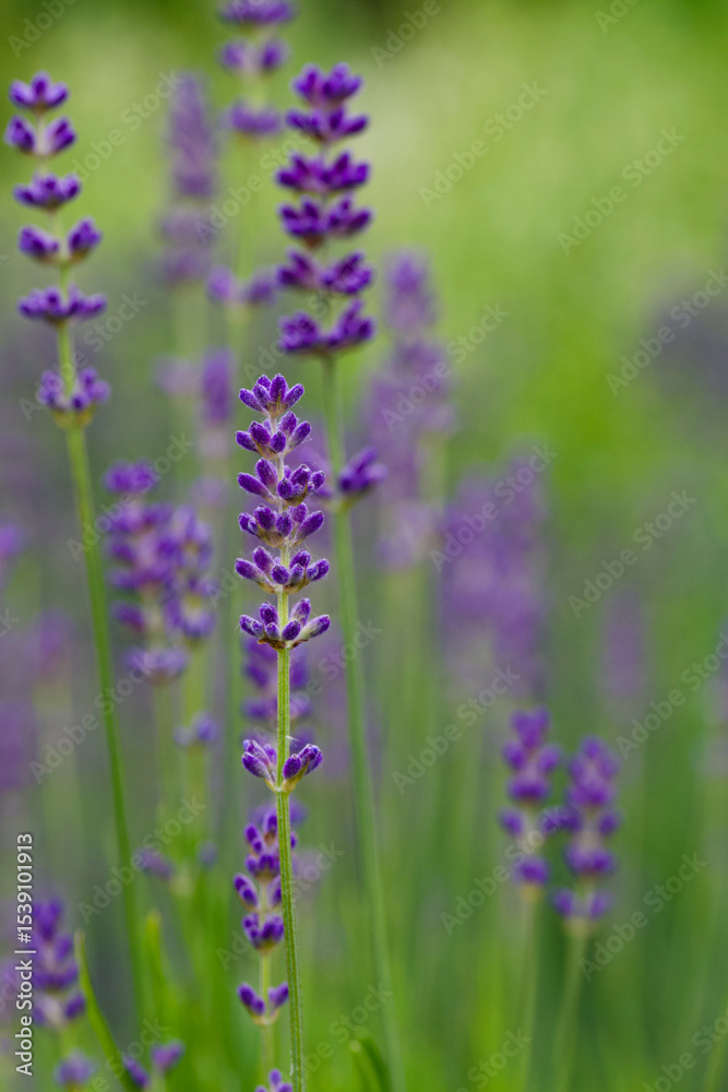 Fototapeta premium Beautiful close-up of lavandula angustifolia