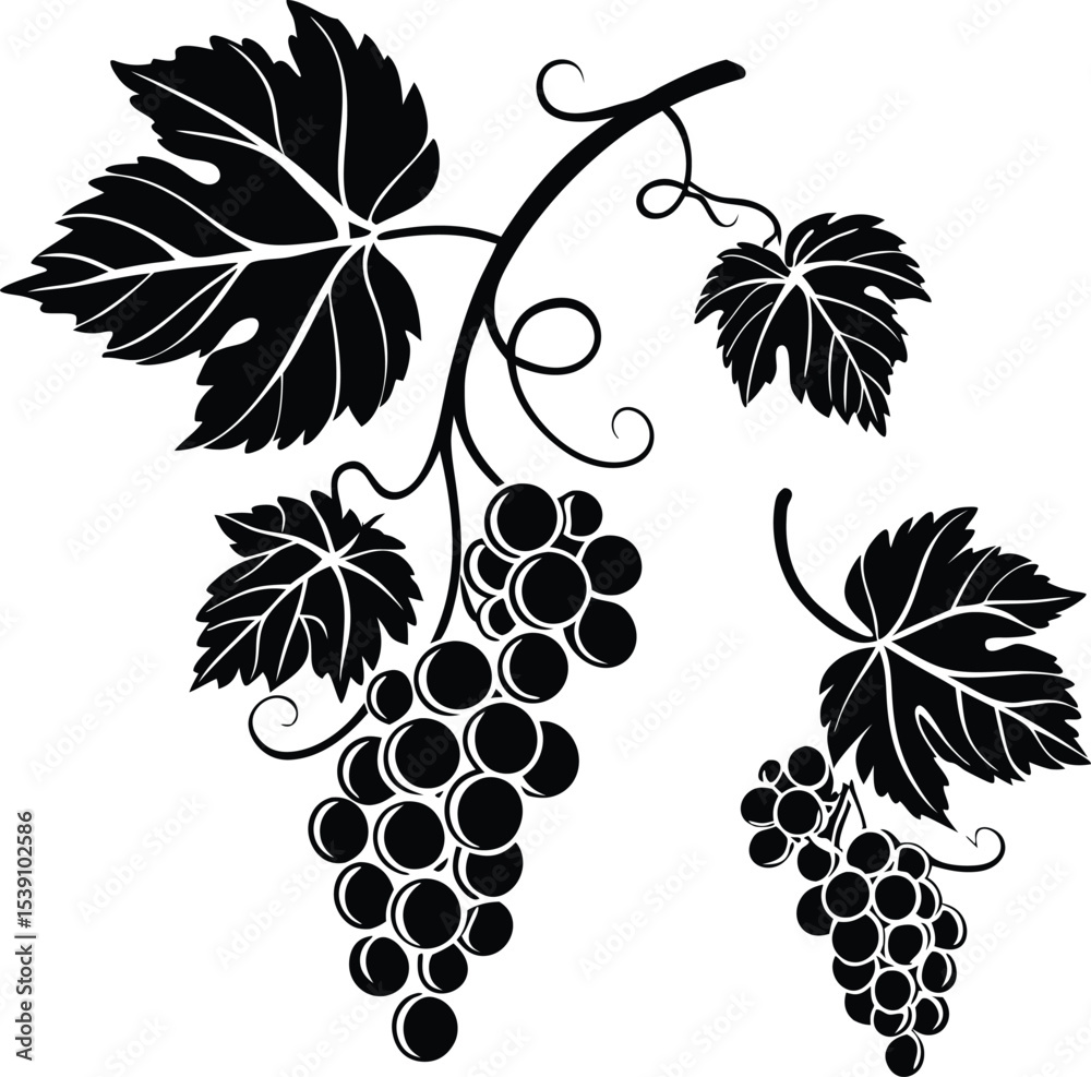 Obraz premium Black grapes vector illustration of a sweet fruit bunch on a vine with green leaves, perfect for food and wine designs