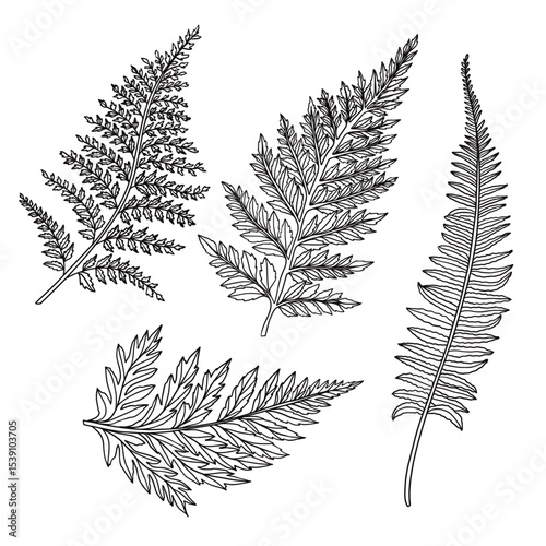 set of fern leaves vector