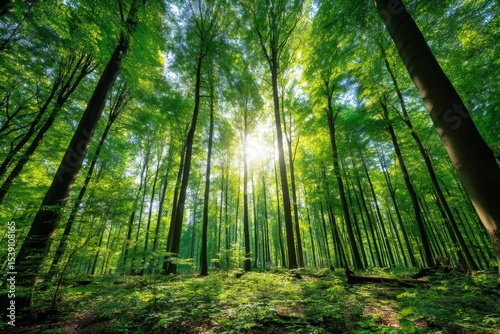 Vibrant green forest showcases tall trees with sunlight streaming through leaves, creating a serene atmosphere untouched by human presence perfect for nature lovers
