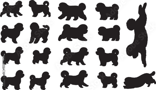 Fotografie Bichon Frise Silhouettes