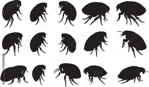Flea Silhouettes