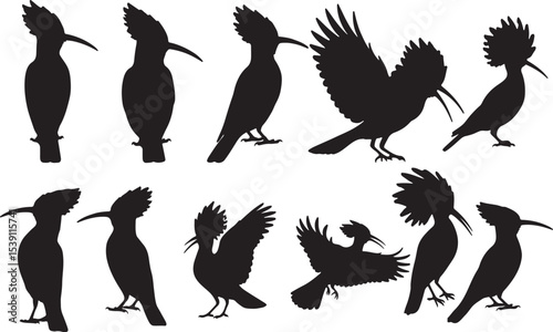 Hoopoe Silhouettes