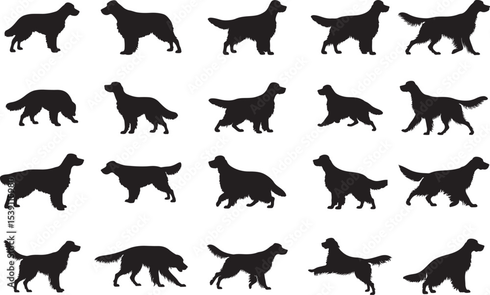 Fototapeta premium Irish Setter Silhouettes