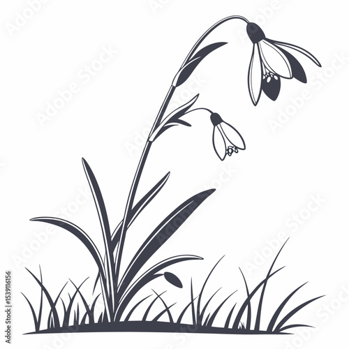 vector illustration of false goat’s beards
