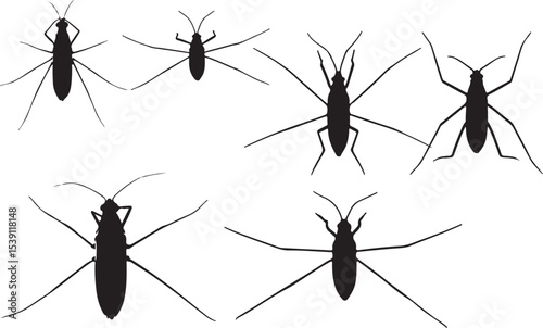 Water Strider Silhouettes