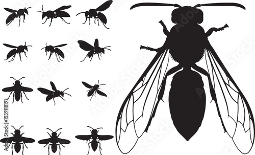 Wasp Silhouettes