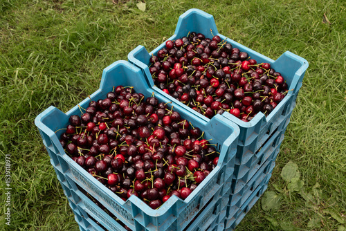 Slika na platnu Plastic containers with freshly harvested ripe cherries for sale