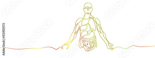 Continuous Gold Line Vector Human Anatomy Transparent background, editable gradient.