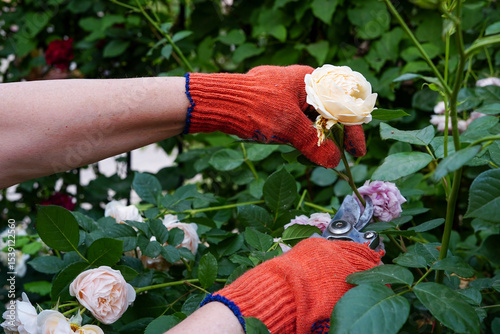 A gardener wearing bright orange gloves is trimming a cream-colored rose using pruning shears in a lush green garden