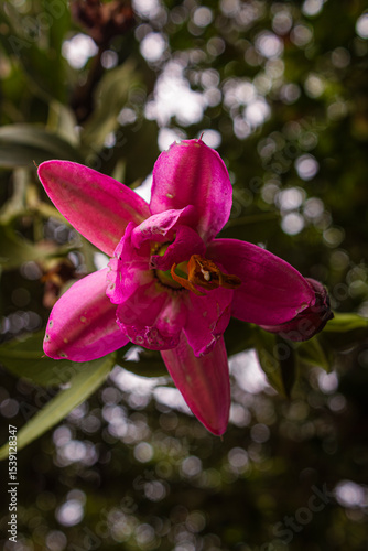 Pink Lilium. Close up of an endemic flower in Bogotá, Colombia. Beautiful Flower with vibrant pink and fuchsia petals. It has a little damages due to the climate or bugs.