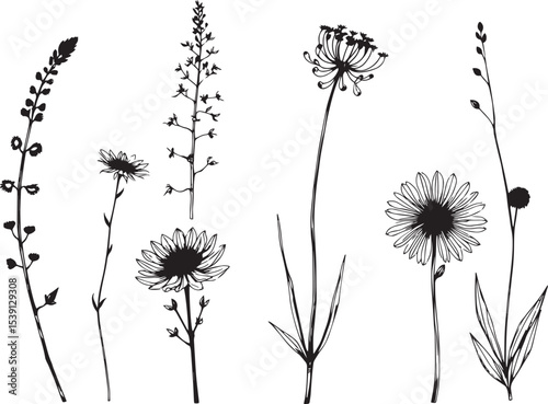 Set of plants and flowers. Hand drawn vector illustration