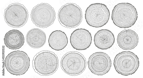 Collection of Tree Rings Cross-Section Illustrations of Wood Grain