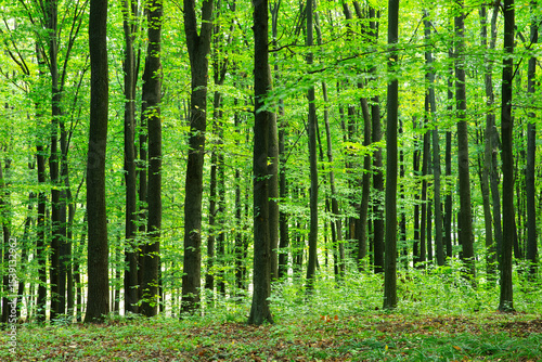 Forest trees. Nature green wood sunlight backgrounds
