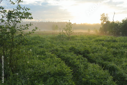 misty morning in the field