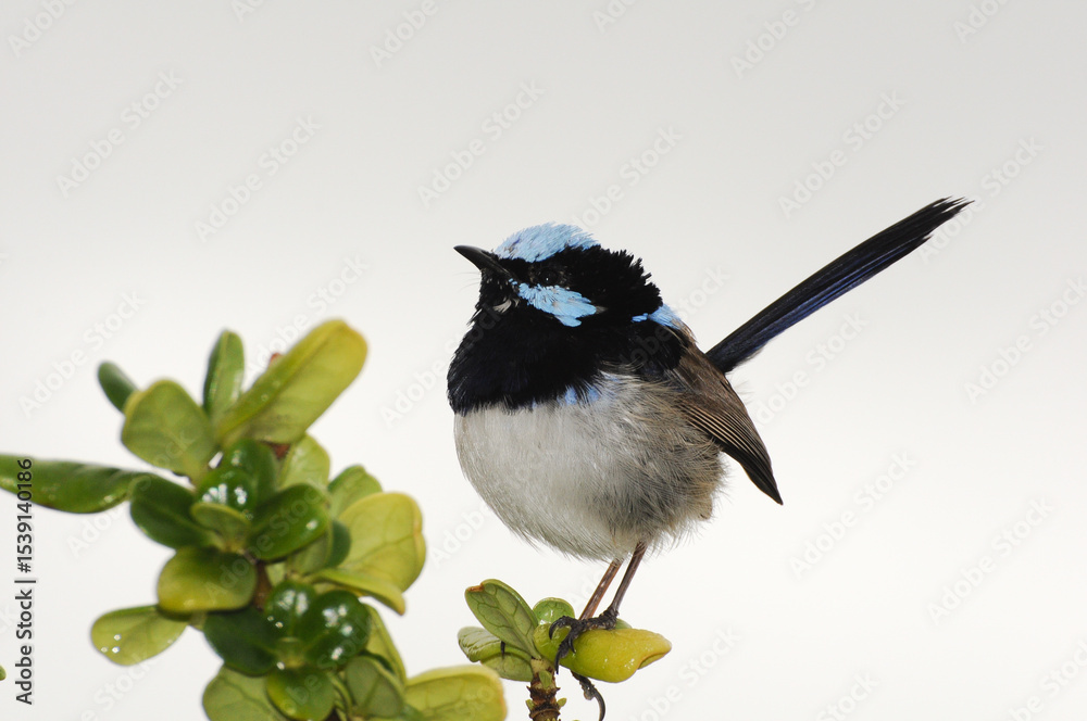 Obraz premium Blue fairy wren on branch set against clear sky, featuring striking plumage.