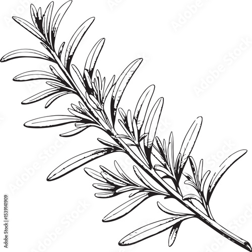 Rosemary Herb Vector Illustration, Sketch Drawing Line Linear Symbol Icon Engraving Coloring Book, Hand-drawn Black and White Isolated