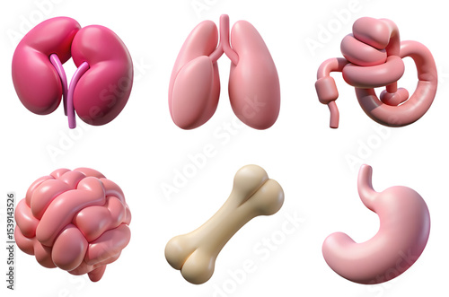 Cartoon 3d render of human organs and bone
