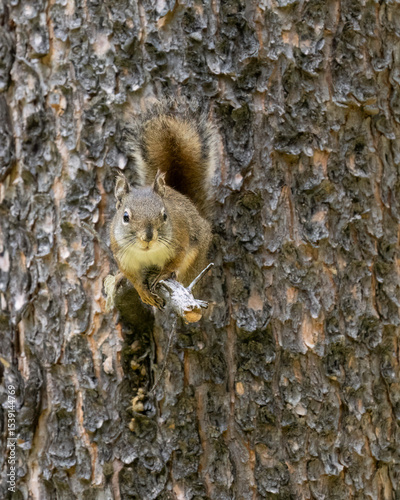 The American red squirrel (Tamiasciurus hudsonicus) is one of three species of tree squirrels currently classified in the genus Tamiasciurus, known as the pine squirrels