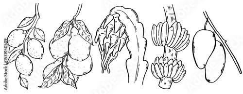 Tropical fruits set. Hand drawn collection summer food. Fresh banana, mango, dragon fruit, lemon, pear. Sketch style exotic food. Vector set