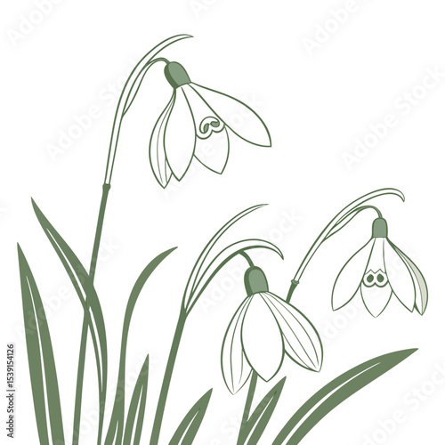 Delicate Snowdrops in Early Bloom 