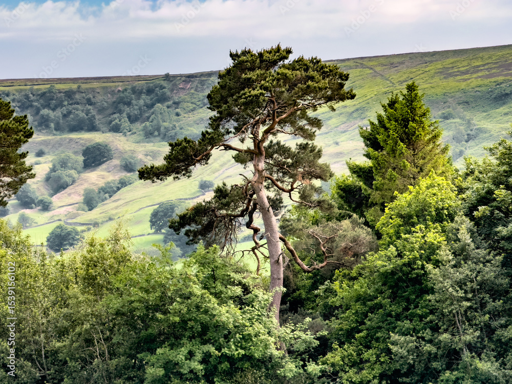 Obraz premium Scenic view of a scots pine tree dominating a lush valley in North York Moors National Park, showcasing the beauty of the Yorkshire landscape