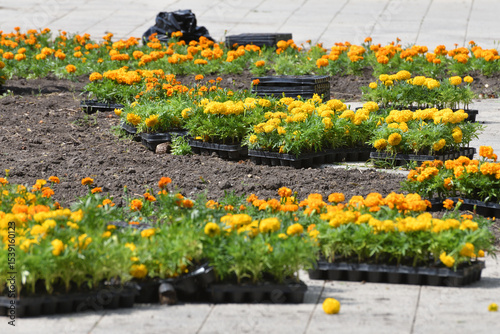 Boxes with marigolds for planting in the ground in a city flower bed