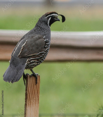 photo of California quail with top knot