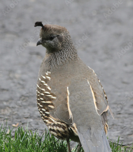 photo of California quail with top knot