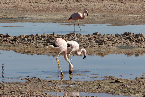 Parinas y flamencos en Lagunas altiplánicas, desierto de Atacama, San Pedro de Atacama, Chile