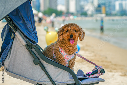 Hot summer day dog in a stroller under umbrella. Summer pet care dog cooling down in a stroller. Cute dog panting in the heat at the beach. Funny dog in a stroller enjoying beach vacation.
