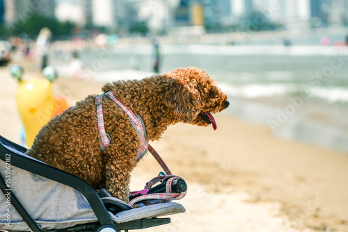 Hot summer day dog in a stroller under umbrella. Summer pet care dog cooling down in a stroller. Cute dog panting in the heat at the beach. Funny dog in a stroller enjoying beach vacation.