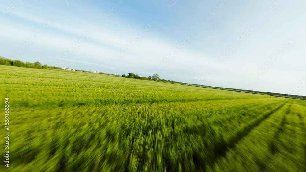 Flying Over The Green Wheat Field Flying Over The Green Wheat Field