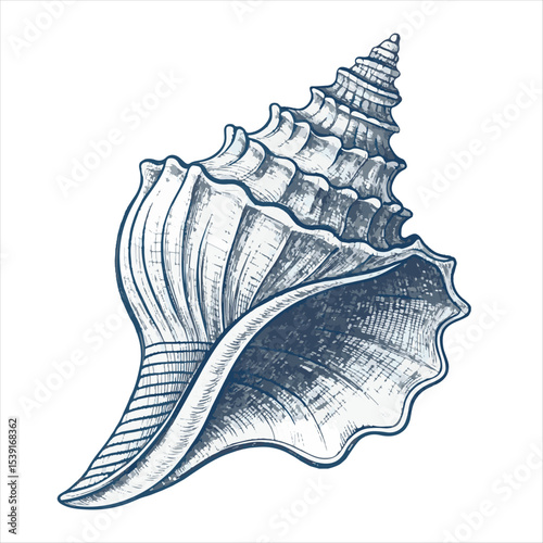 Seashells vector.
