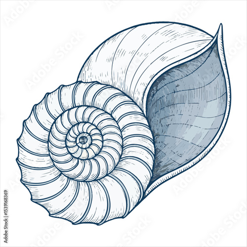 Seashells vector.