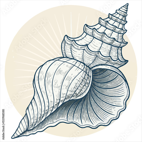 Seashells vector.