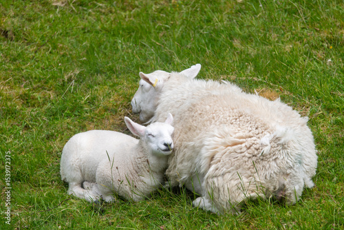 A white lamb with its eyes closed, resting its head on it mother while she chews the cud.