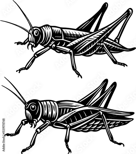 Cute cricket insect cartoon illustration isolated on white background.