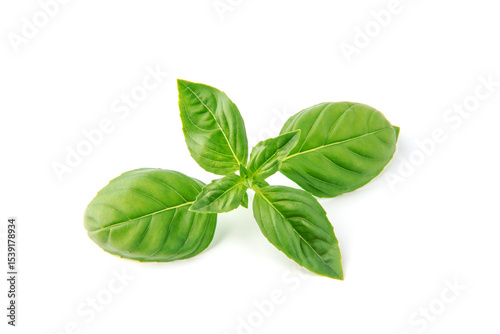 Fototapeta Naklejka Na Ścianę i Meble -  Fresh green basil leaves, isolated on white background.
