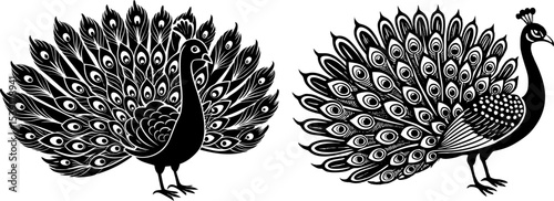 A peacock with fanned feathers, isolated on a white background