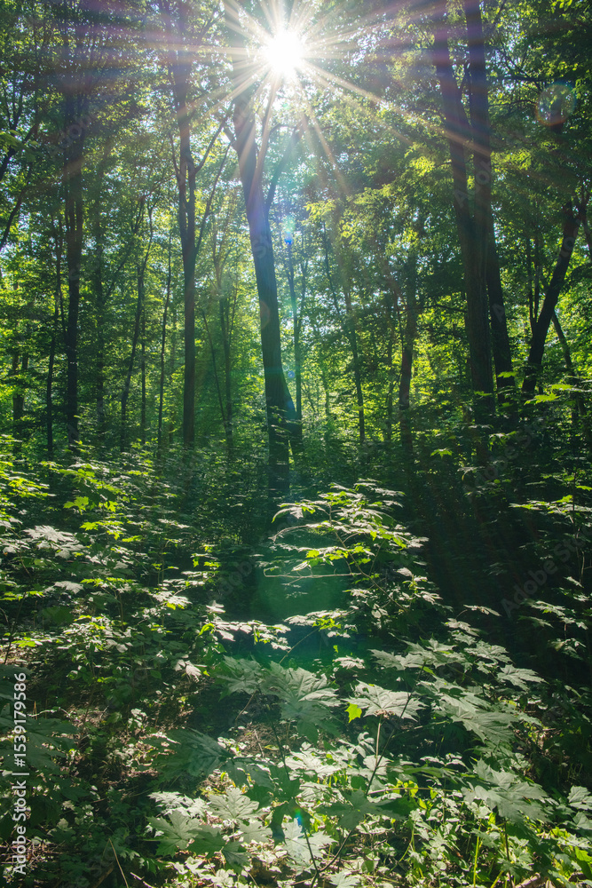 Fototapeta premium Sunlight in the green forest, spring time
