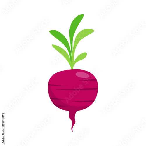 Illustration of Fresh Purple Beetroot with Green Leaves on White Background
