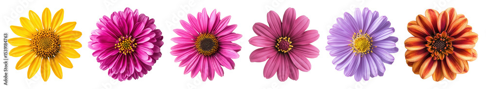 Obraz premium PNG Colorful vibrant daisy flowers row, element set on transparent background