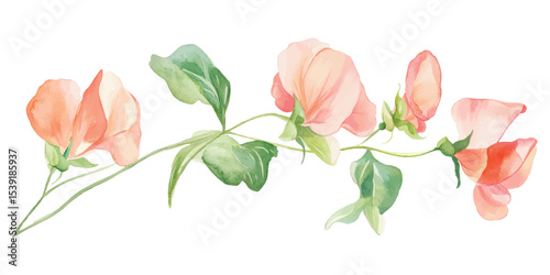 Delicate watercolor sweet pea flowers with soft green leaves