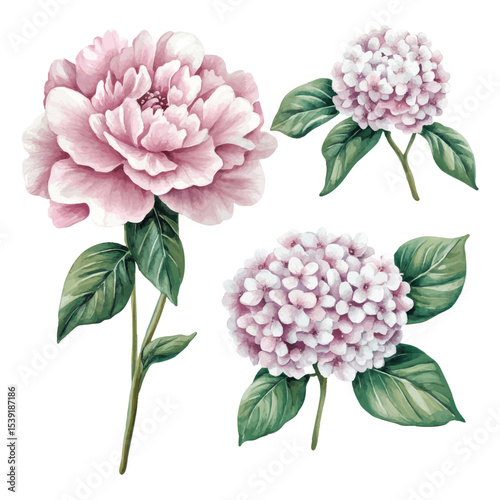 Realistic watercolor pink peonies and hydrangeas with green foliage