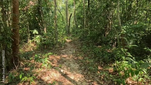 Winding brick path through lush tropical forest