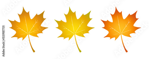 Three autumn maple leaves in gradient yellow and orange shades. Minimalistic vector design. Fall foliage concept.