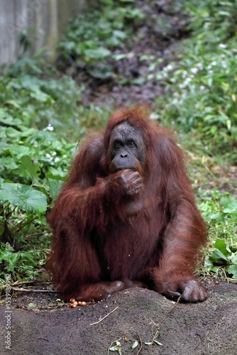 座って食事をするカメラ目線のオランウータン