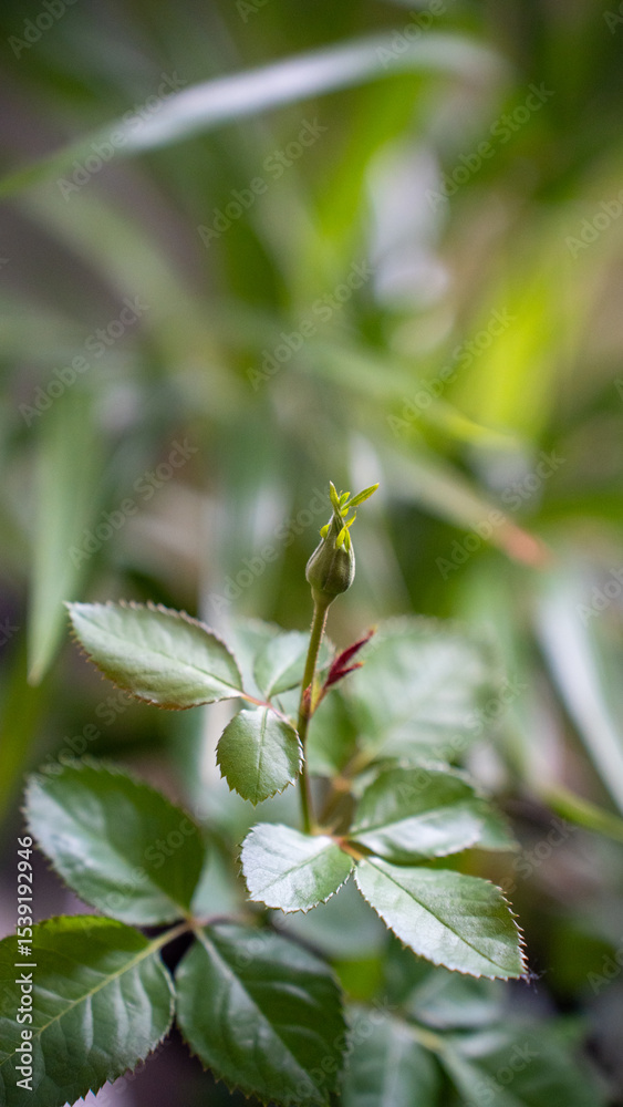 Obraz premium Rose bud growing on green leaf with soft light and blurred nature background in close-up garden view